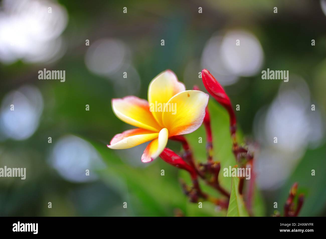 Primo piano di un fiore di Plumeria tricolore (Frangipani) e le sue boccioli chiusi Foto Stock