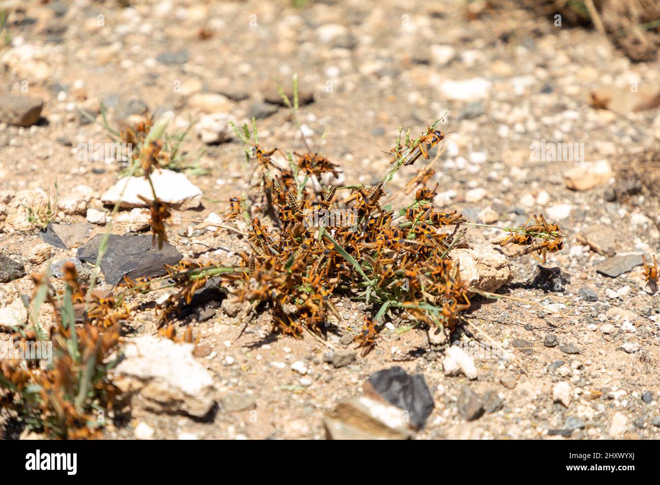 Fuoco selettivo su uno sciame di Locust divorando un piccolo cespuglio di erba. Si tratta di una piaga di locusta nella provincia del Capo Nord del Sud Africa Foto Stock