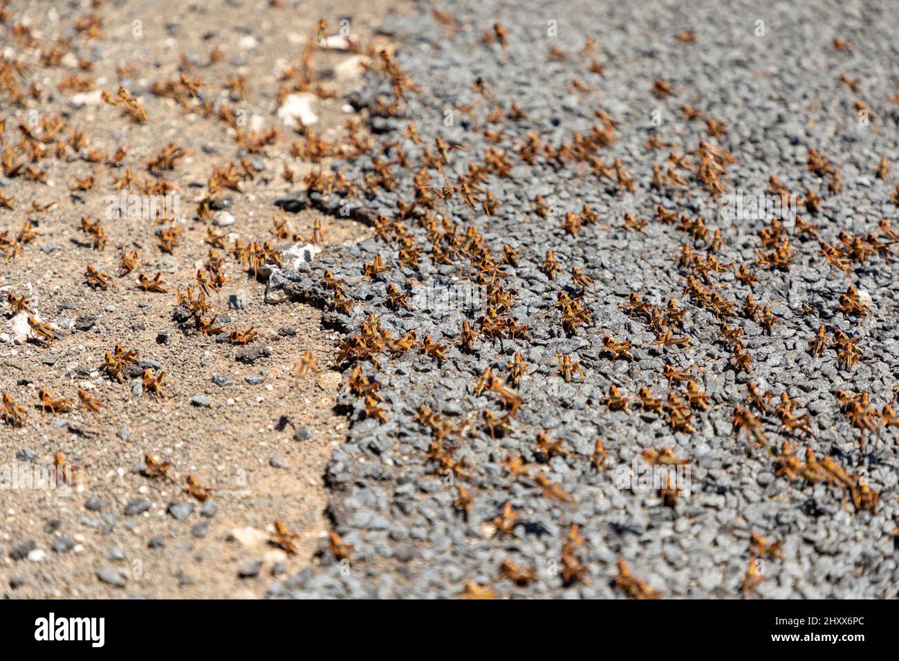 Fuoco selettivo su uno sciame di locusta marrone. Metà di loro su una superficie asfaltata e l'altra metà sulla ghiaia accanto alla strada. La locusta è un pla Foto Stock