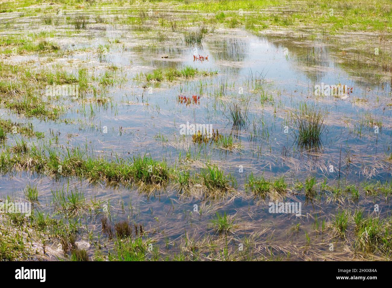 Campo di paludi selvatiche con vecchia erba secca e fresca verde all'inizio della primavera. Area allagata. Paesaggio della stagione primaverile. Sfondo della natura. Foto Stock
