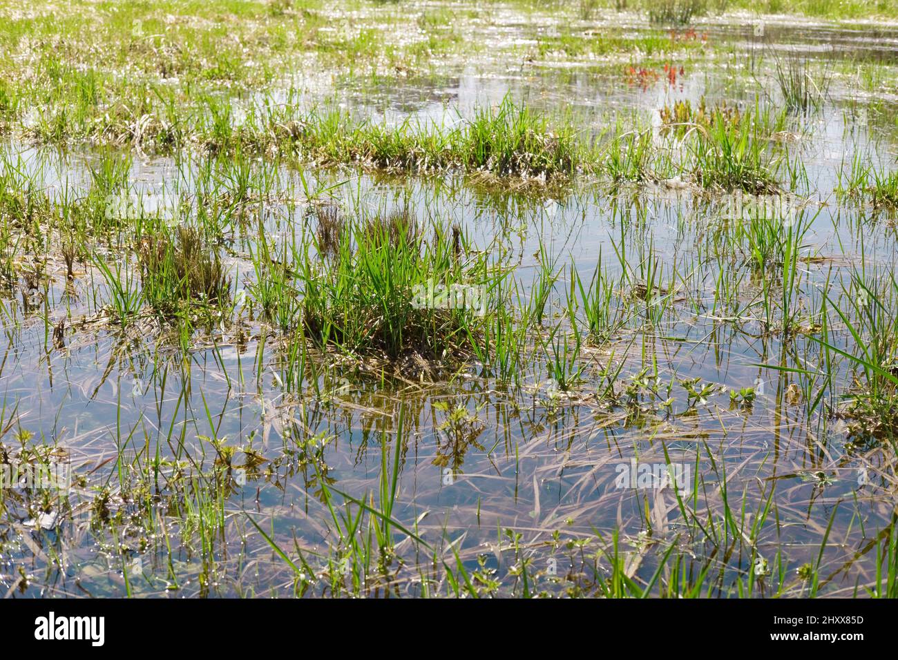 Campo di paludi selvatiche con vecchia erba secca e fresca verde all'inizio della primavera. Area allagata. Paesaggio della stagione primaverile. Sfondo della natura. Foto Stock
