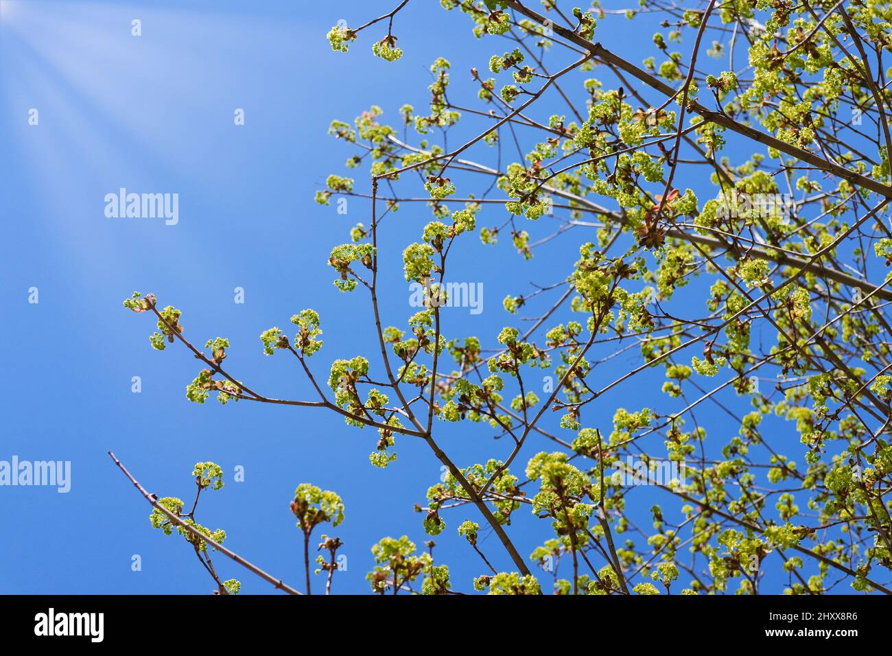 Rami di albero con foglie verdi fresche contro il cielo azzurro e i raggi del sole. Primavera stagione natura sfondo. Foto Stock