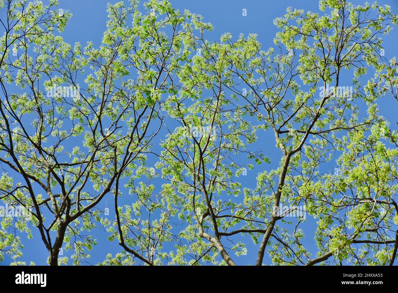 Rami di albero con foglie verdi fresche contro il cielo azzurro. Primavera stagione natura sfondo. Foto Stock