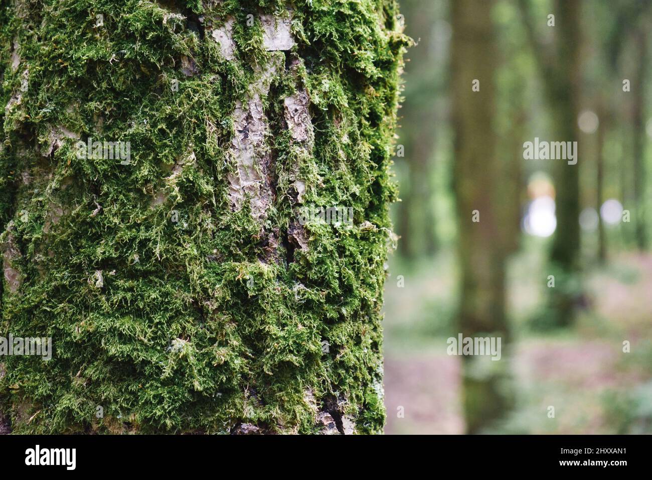 Primo piano di muschio verde su corteccia di albero in foresta. Tronco di albero coperto di muschio. Sfondo naturale. Foto Stock