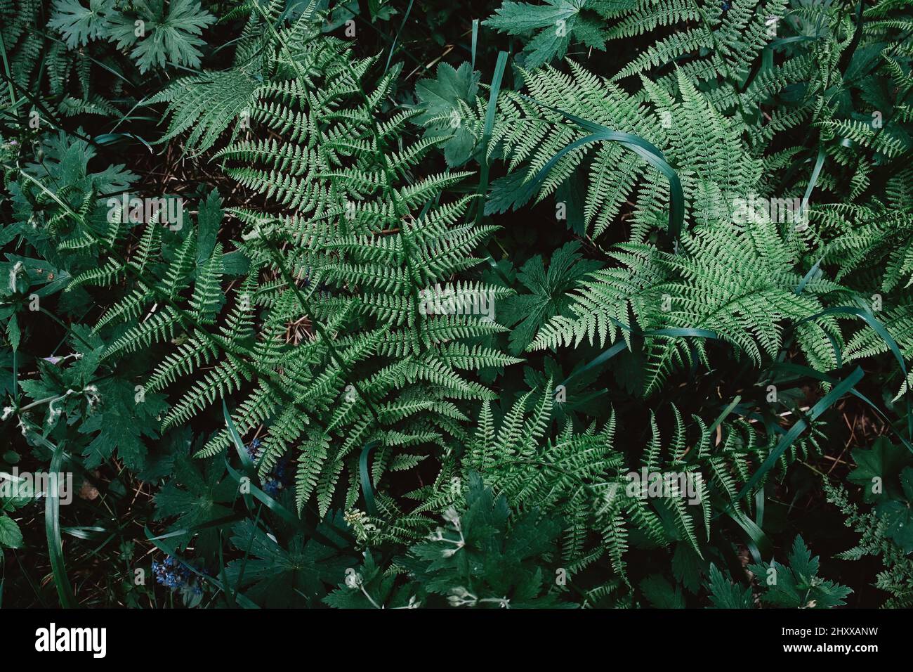 Belle foglie di felce verde nella foresta. Sfondo tropicale naturale. Foto Stock