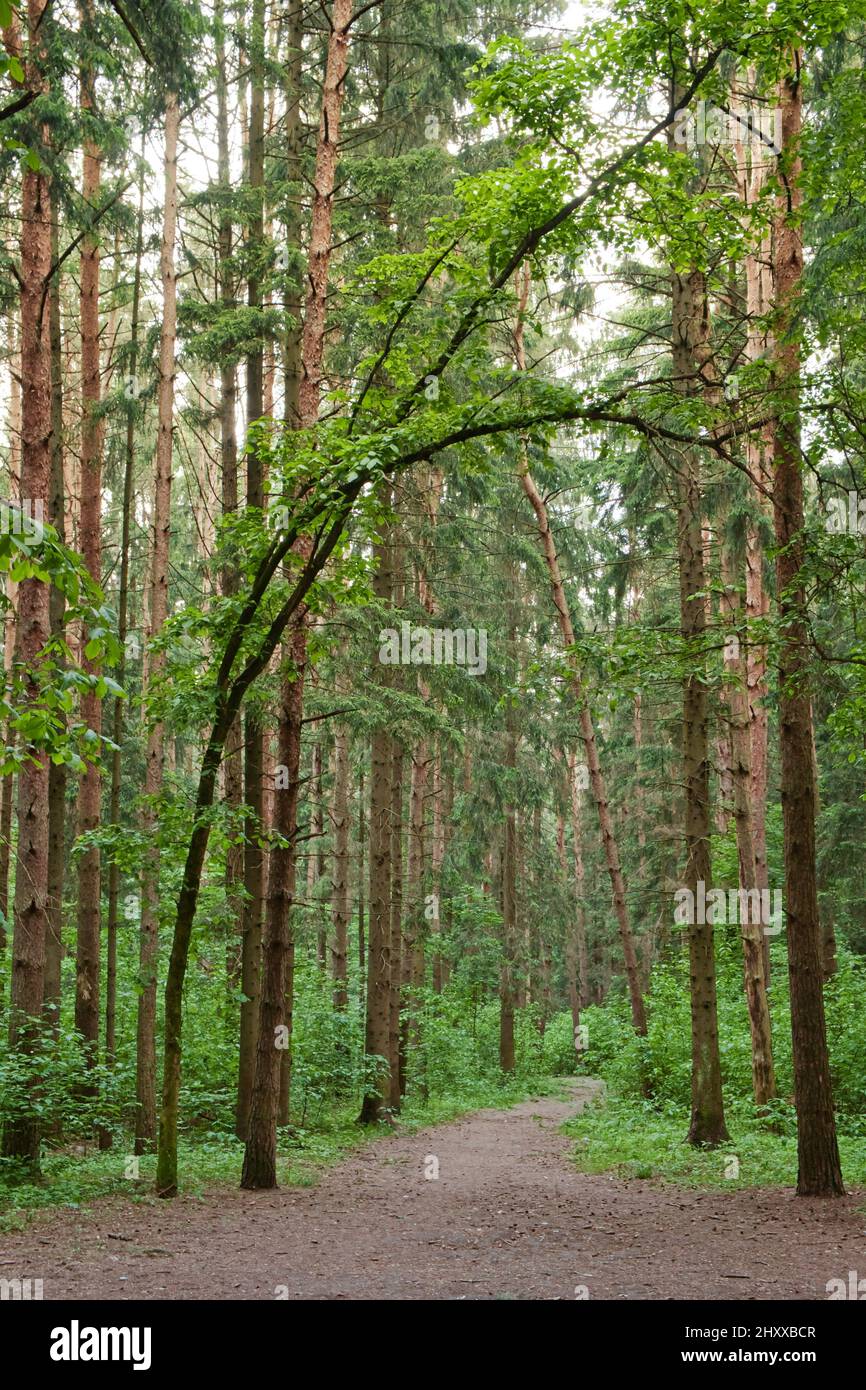 Pineta verde nei giorni estivi. Paesaggio naturale del bosco. Percorso attraverso la foresta. Sfondo naturale. Foto Stock