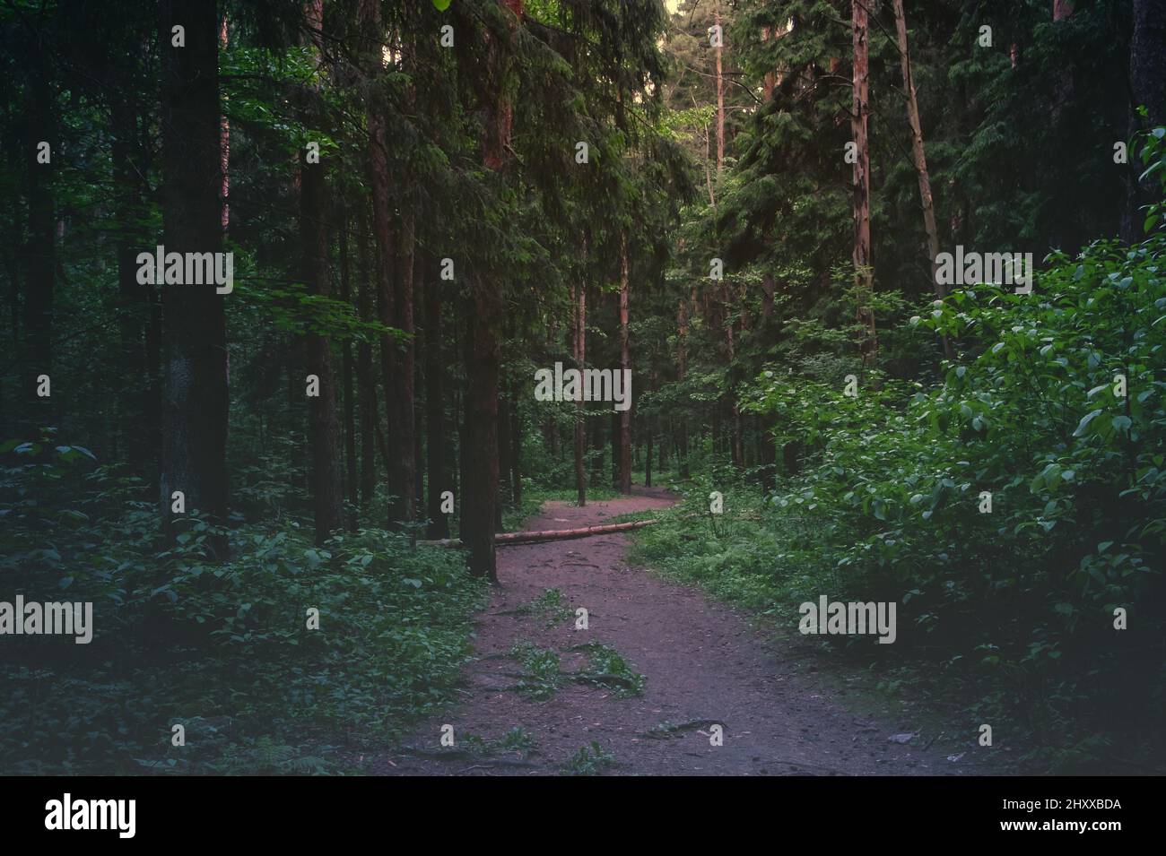 Verde foresta estiva al mattino nebbia. Paesaggio naturale con boschi di nebbia. Percorso attraverso la foresta. Sfondo naturale. Foto Stock
