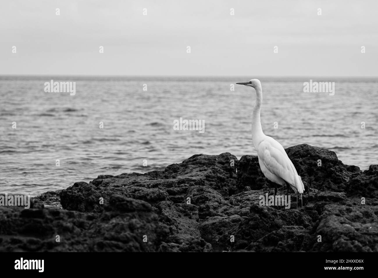 Scatto in scala di grigi di un'egretta in piedi su una pietra sullo sfondo della stagcape. Foto Stock