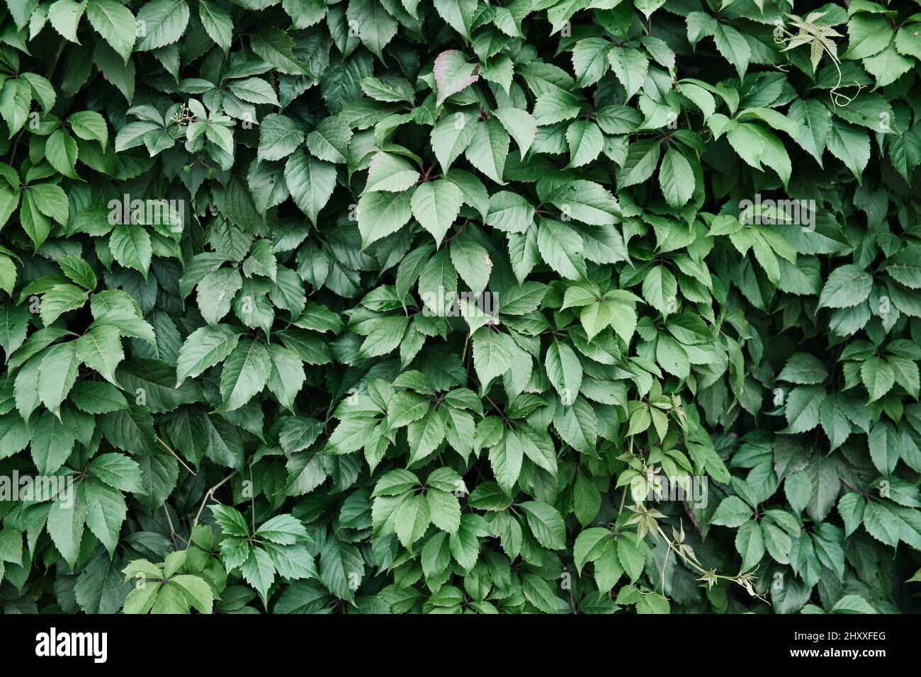 Muro coperto dalle foglie di uva selvaggia. Sfondo naturale della pianta di arrampicata. Giardinaggio decorativo. Foto Stock
