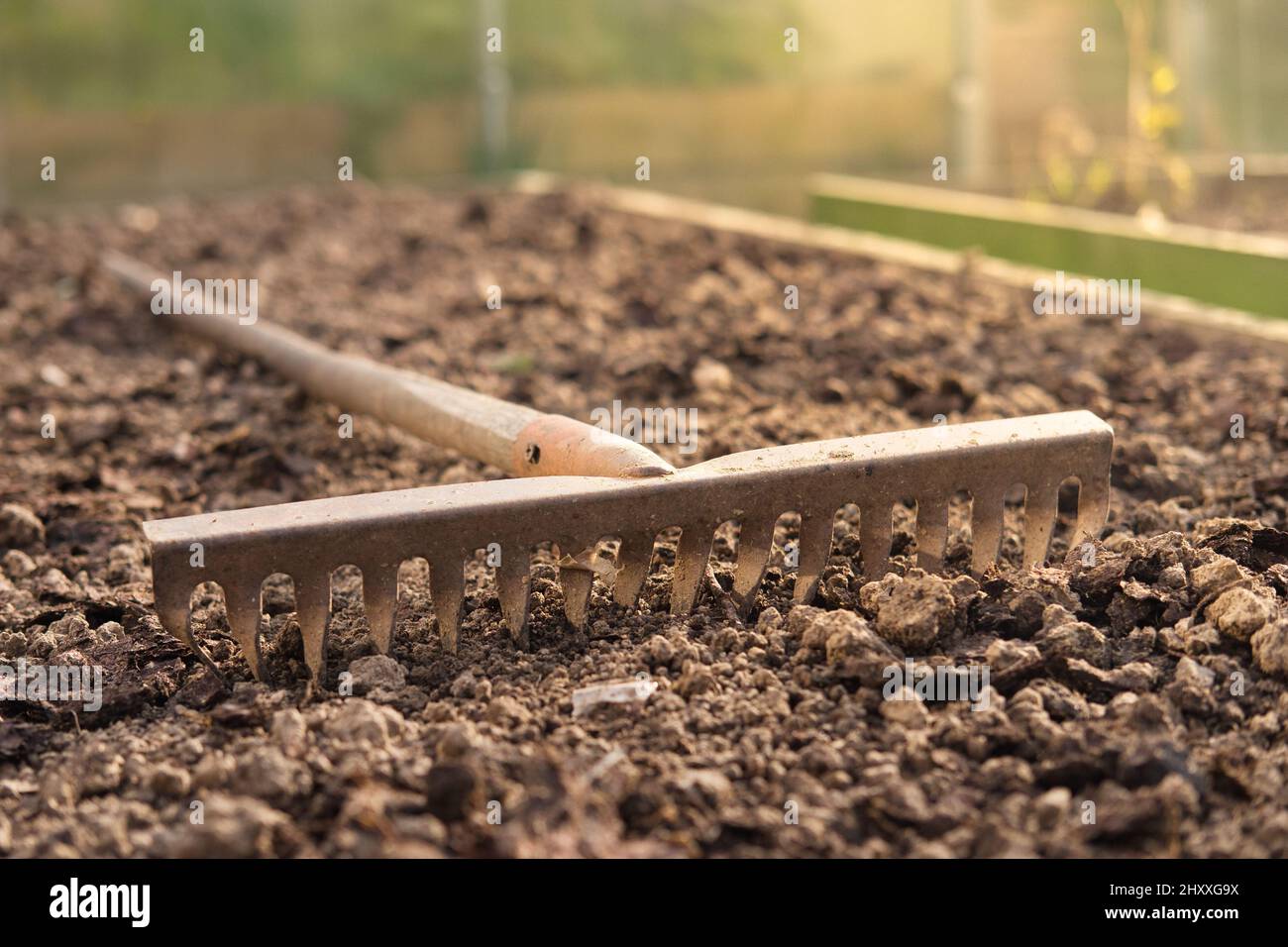 Vecchio rastrello in metallo a terra nel giardino da vicino. Attrezzo di giardinaggio. Foto Stock