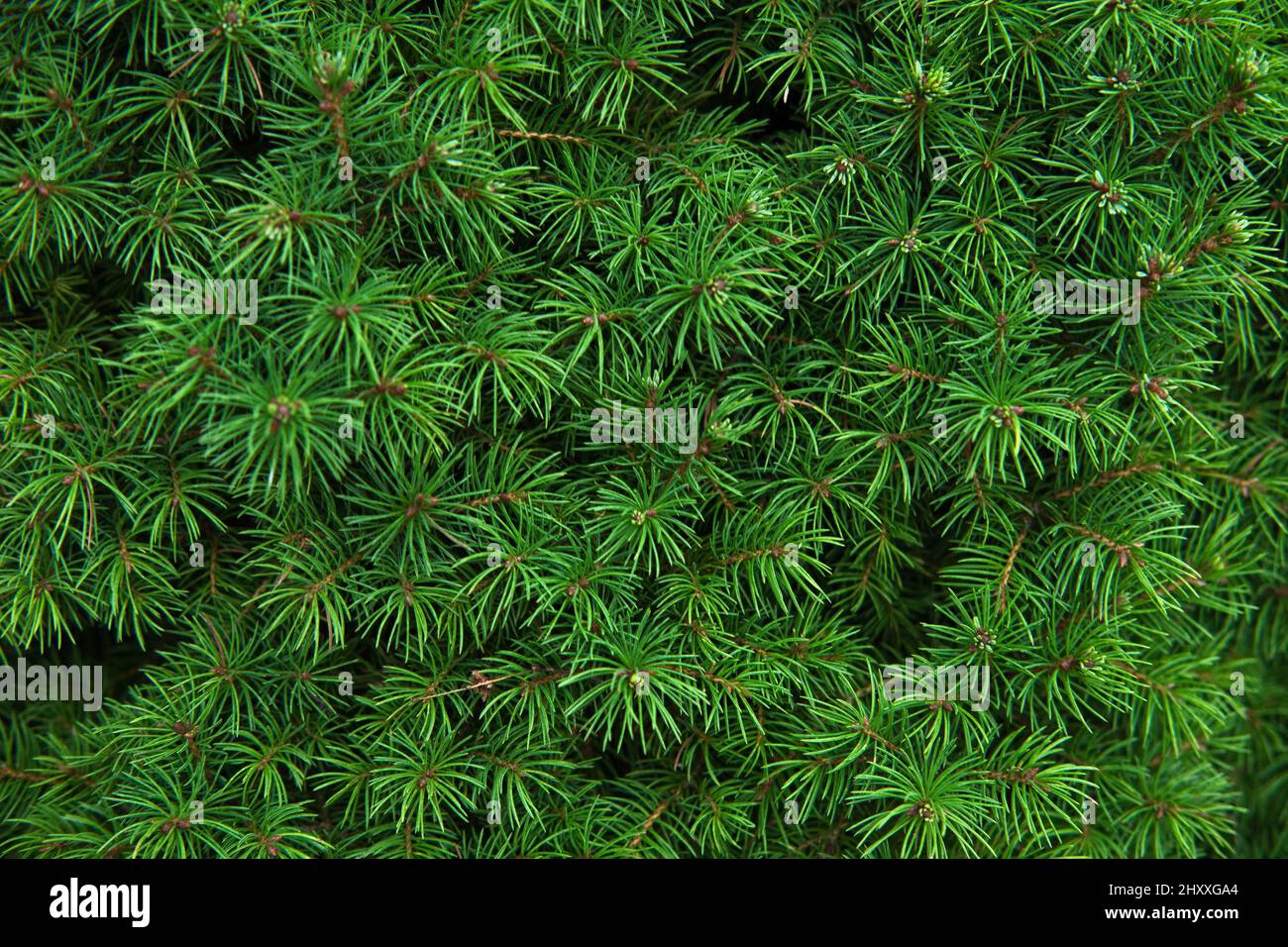 Primo piano della composizione di rami di abete-ago come una texture di fondo. Sfondo di piante naturali. Foto Stock