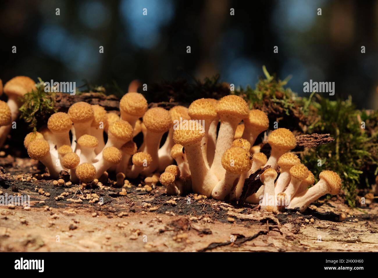 Gruppo di funghi agarici miele crescono su tronco d'albero in autunno foresta. Armillaria selvaggia funghi commestibili primo piano. Foto Stock