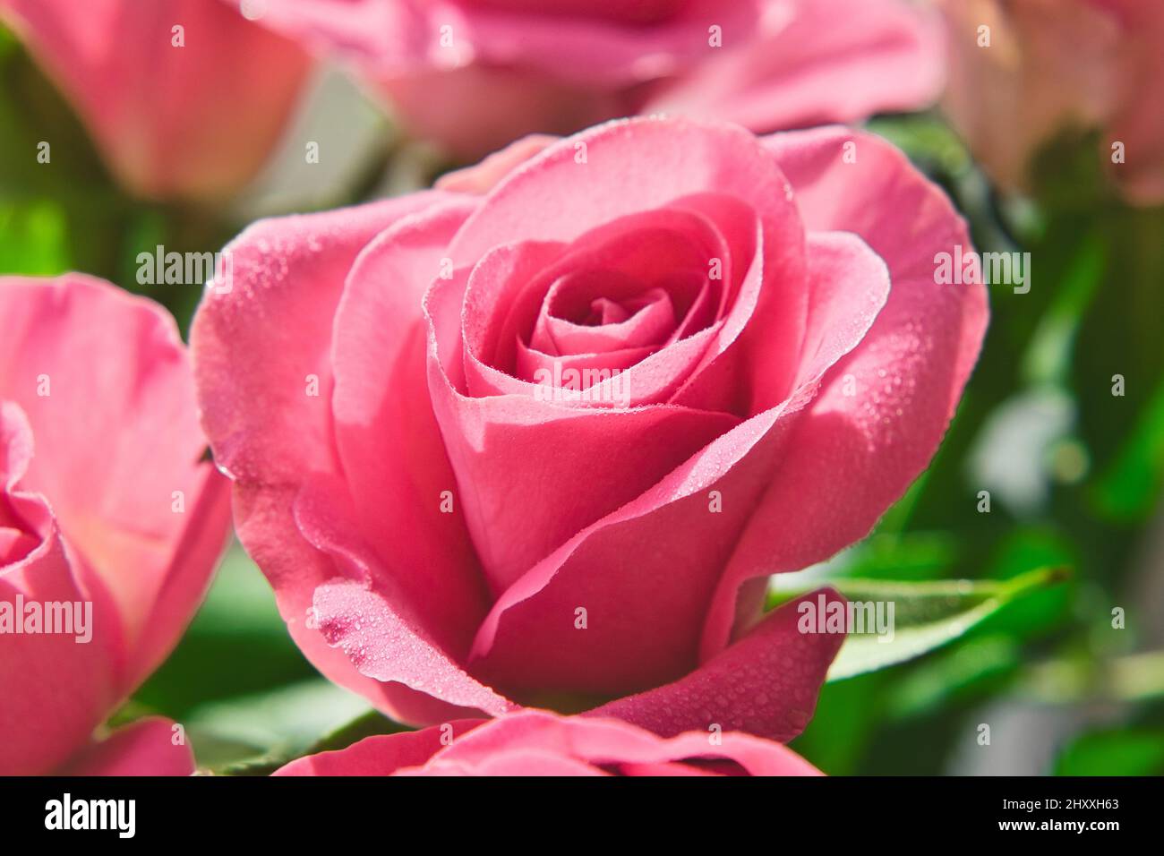Primo piano foto di rose rosa tenue con gocce d'acqua sui petali. Immagine macro con piccola profondità di campo. Foto Stock