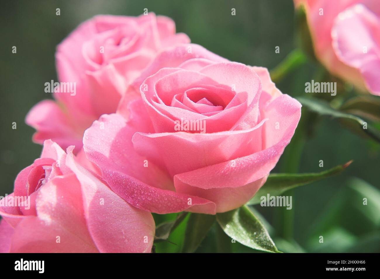 Primo piano foto di rose rosa tenue con gocce d'acqua sui petali. Immagine macro con piccola profondità di campo. Foto Stock