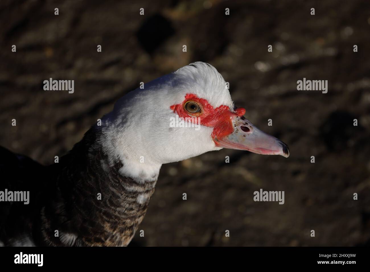 L'anatra di Muscovy è una grande anatra originaria delle Americhe. Foto Stock
