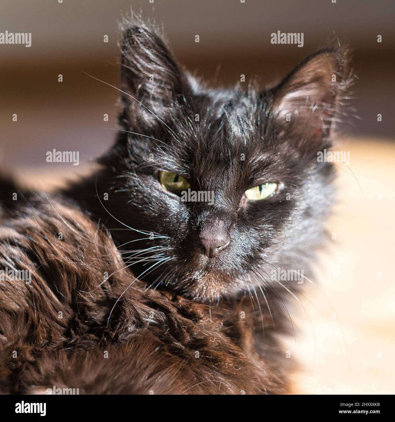 Primo piano verticale di un gatto nero di 12 anni che guarda con rabbia la fotocamera Foto Stock