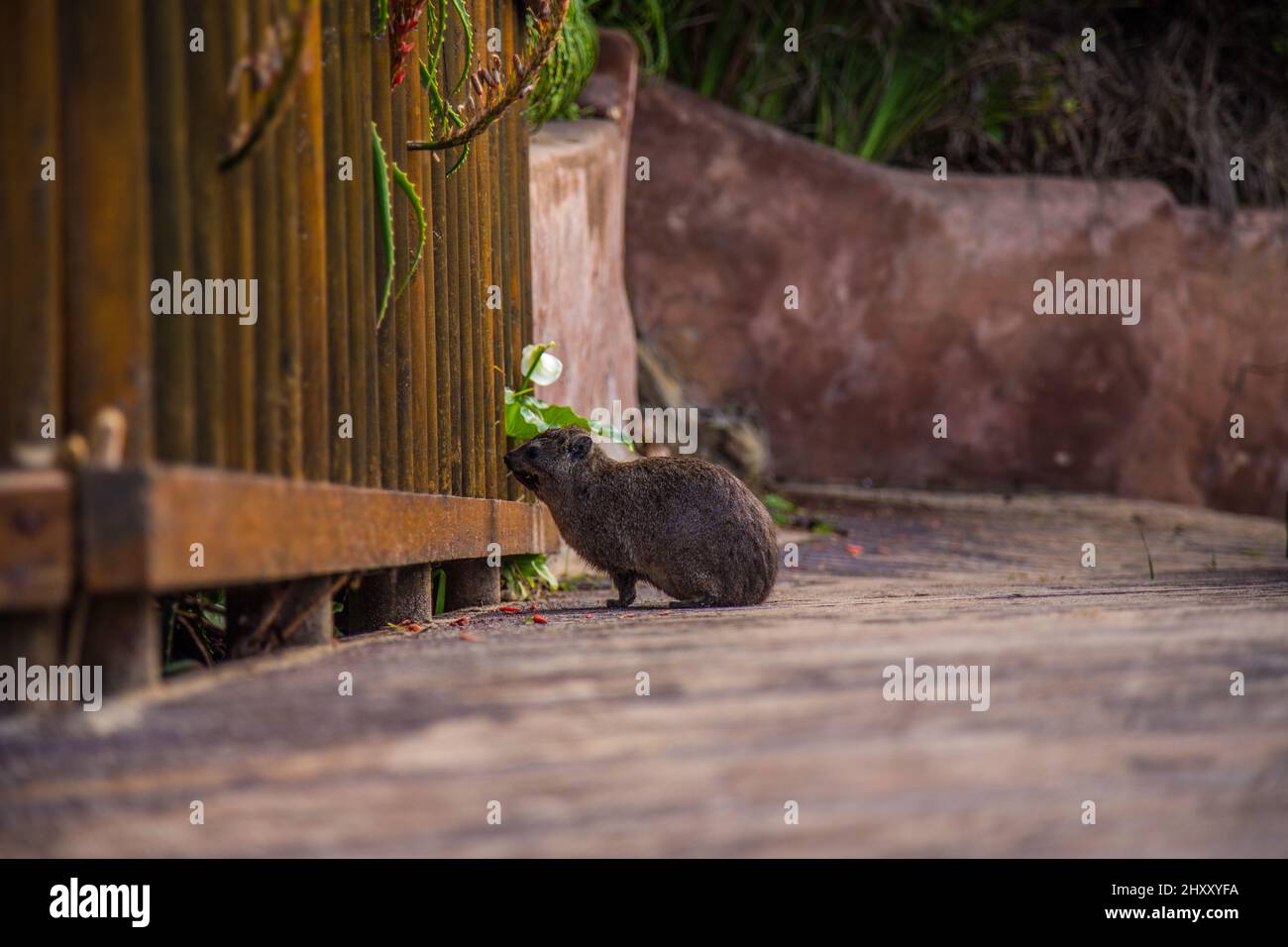 Shot di piccolo albero occidentale hyrax che ricerca un po 'di cibo Foto Stock