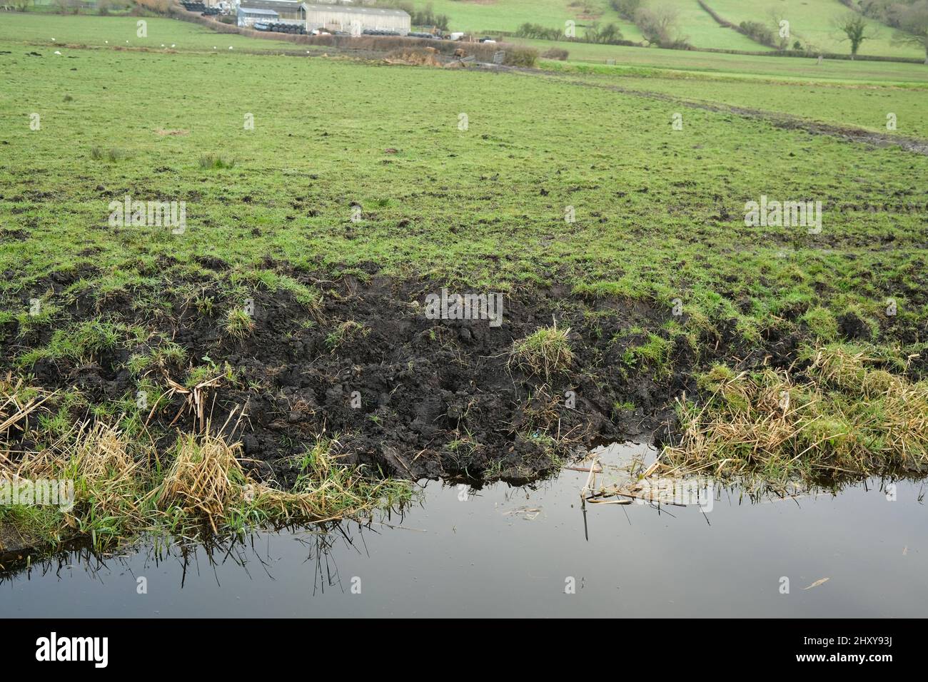 Marzo 2022 - accesso fangoso in un ruscello o rhyne fatto da bestiame pascolo Foto Stock