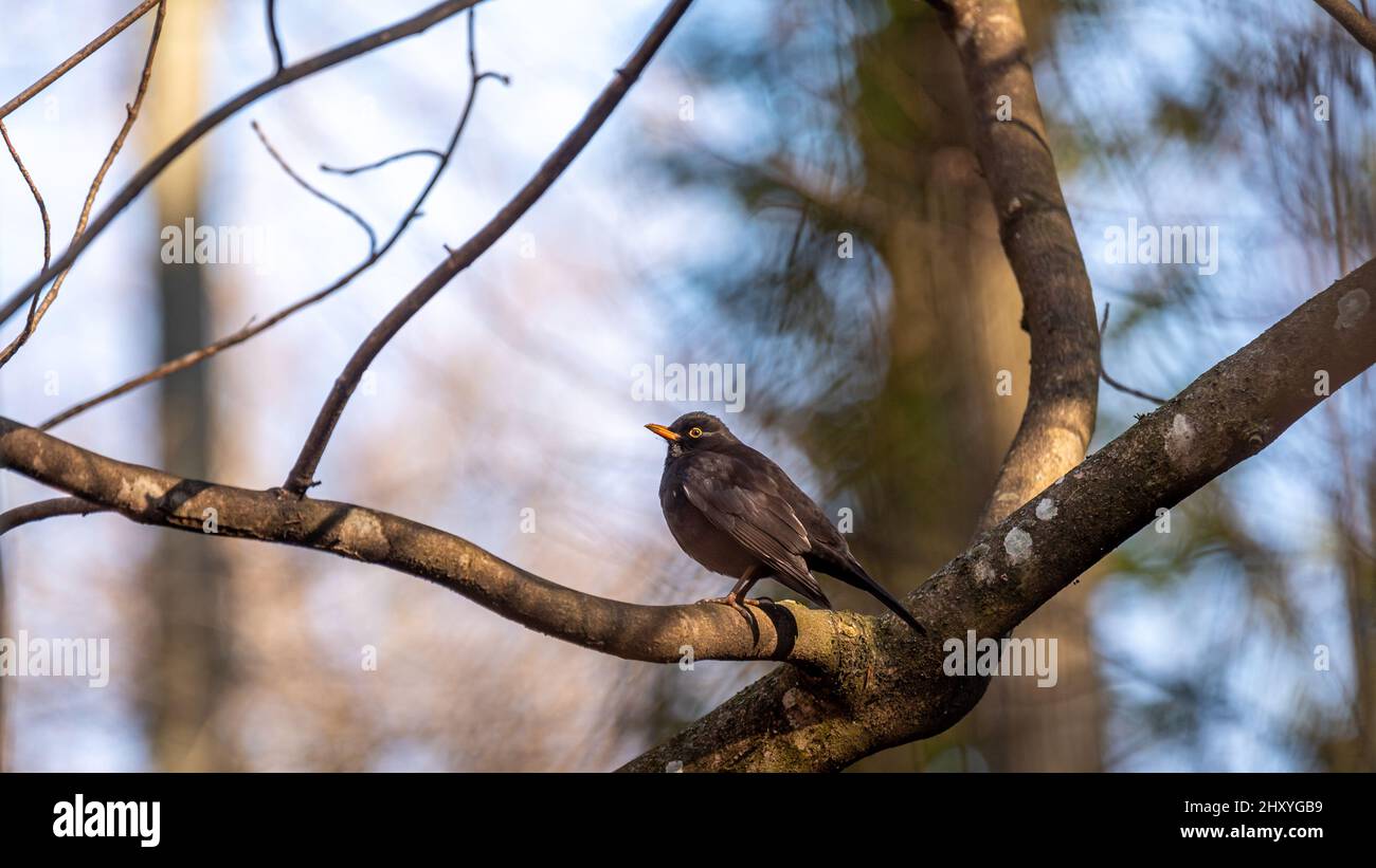 Blackbird sul ramo dell'albero. Comune Blackbird. Turdus merula. Ricattino eurasiatico. Bellezza nella natura. Foto Stock