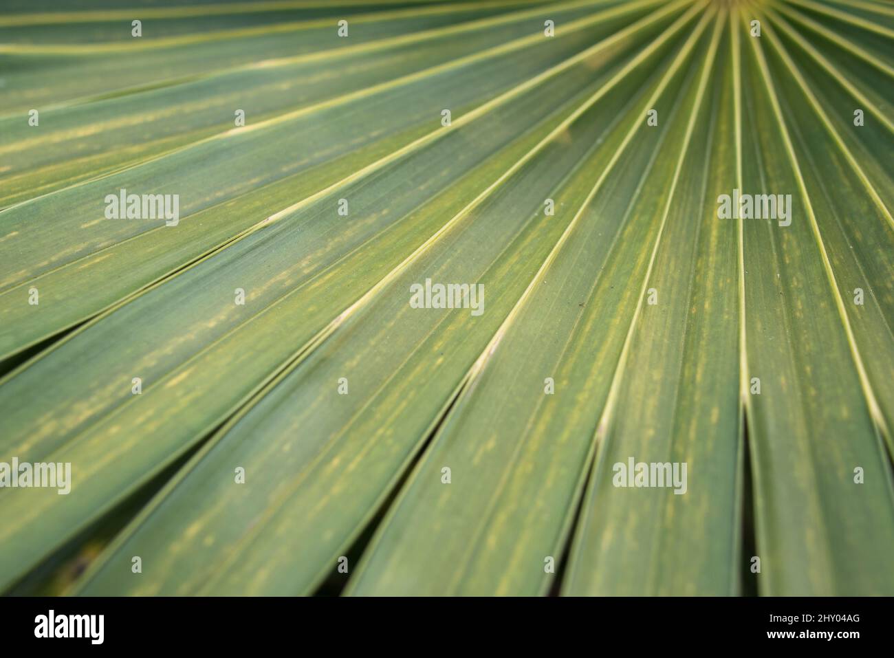 Ampio fondo verde a foglia con strisce diritte Foto Stock