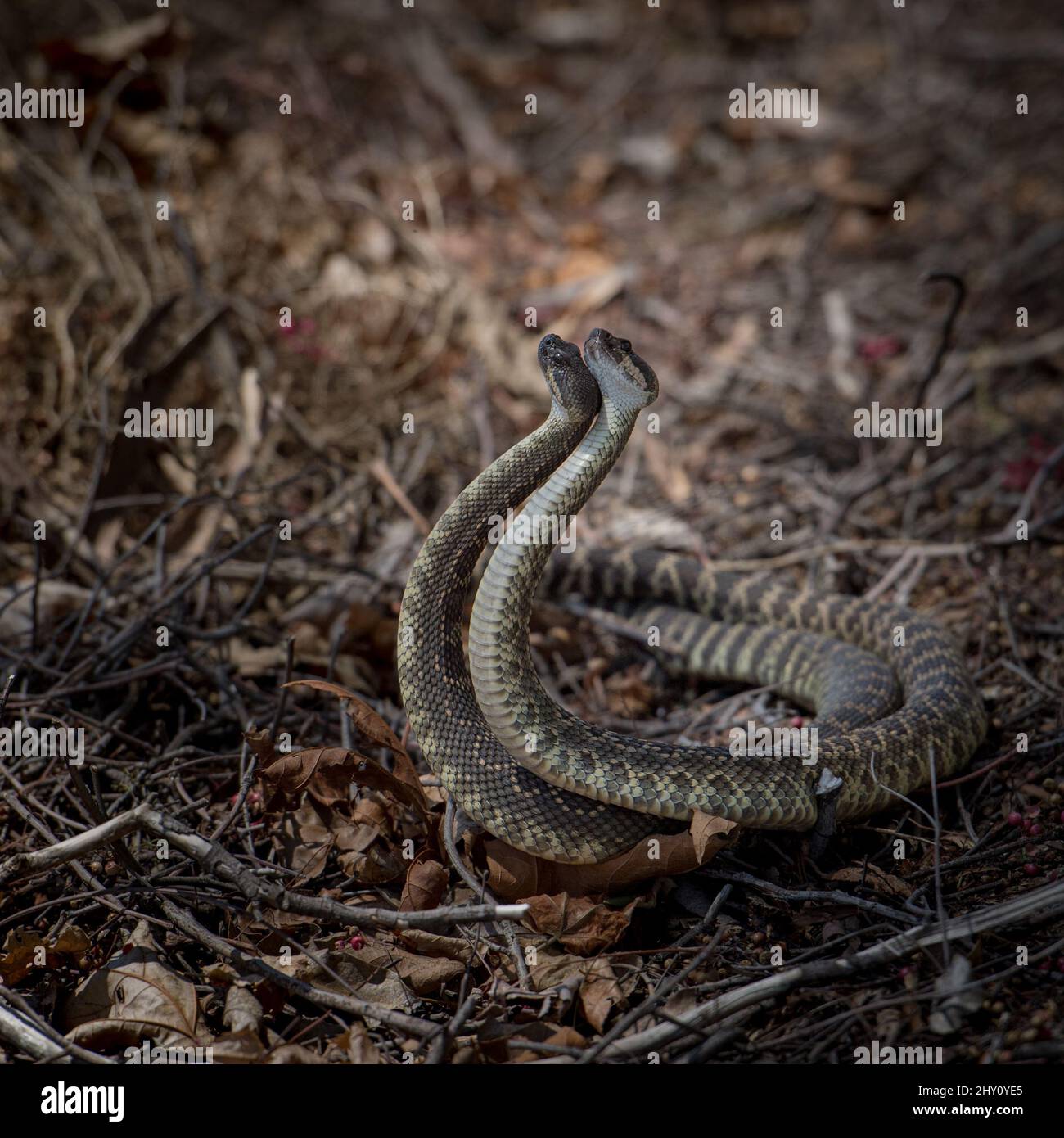 Primo piano di due romantici rattlesnake intrecciati su un campo Foto Stock