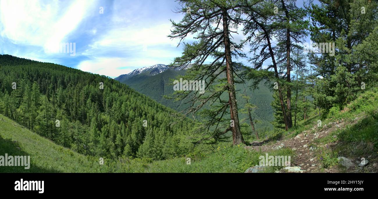 Foreste di conifere nei Monti Altai con larice dahuriano ((Larix dahurica)) Foto Stock