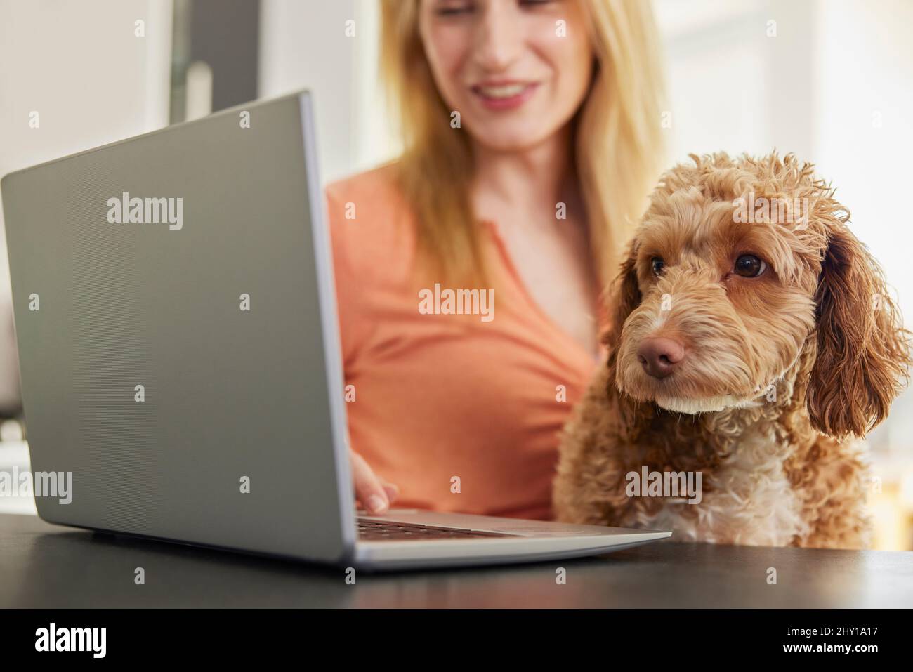 Donna con PET Cockapoo cane ricerca assicurazione su laptop a casa Foto Stock