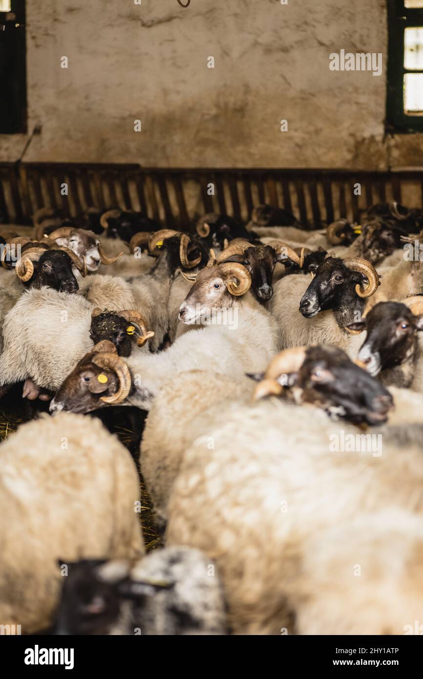 Gruppo di pecore addomesticate con corna e pelliccia bianca che si erigono insieme in un edificio di fattoria shabby con pareti intemperie in campagna Foto Stock