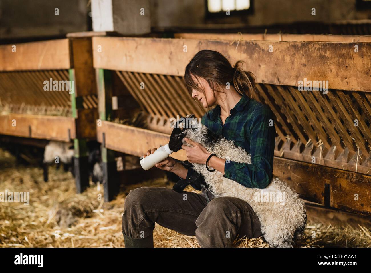 Donna contadina cura in bottiglia camicia a scacchi che alimenta cute pecora pelosa mentre lavora in fattoria shabby edificio Foto Stock