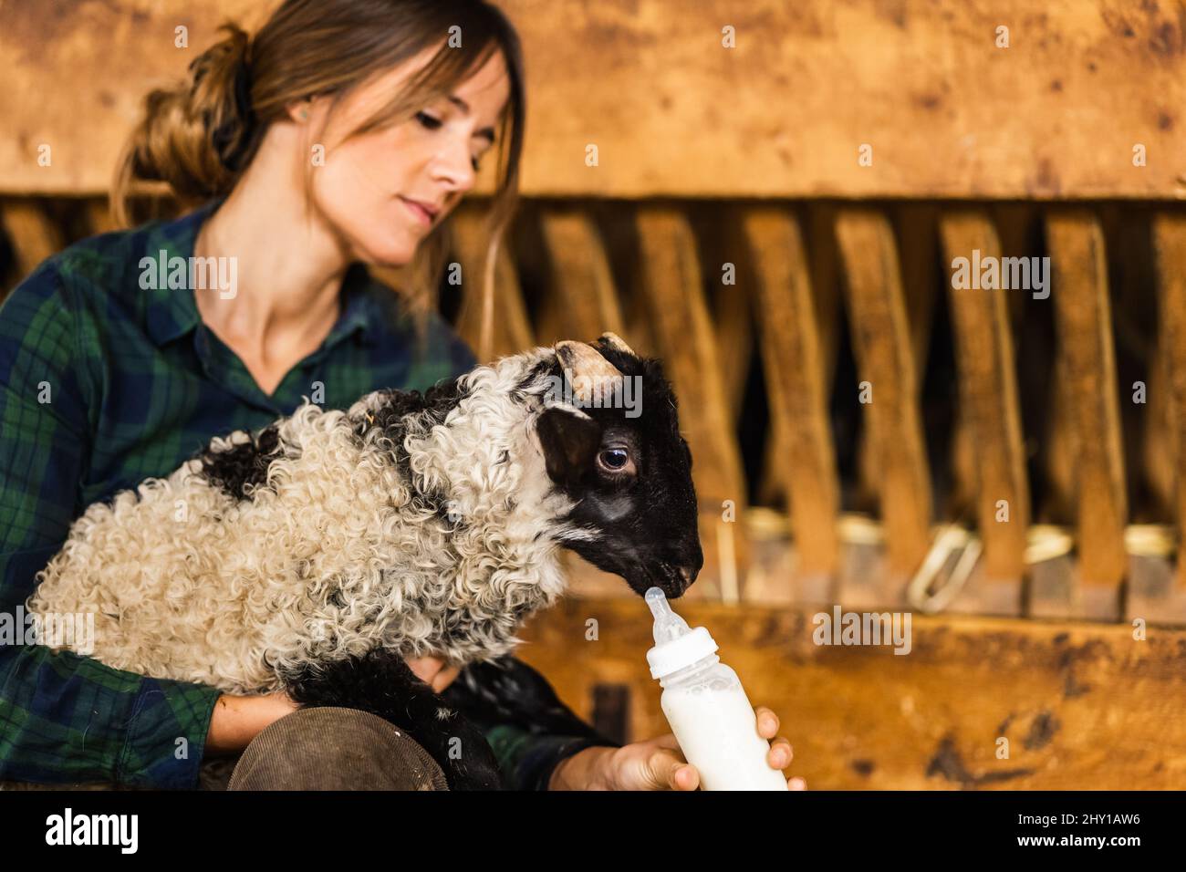 Vista laterale della donna contadina cura in bottiglia camicia a scacchi che allattano le pecore pelose carine mentre lavorano in un edificio di fattoria shabby Foto Stock