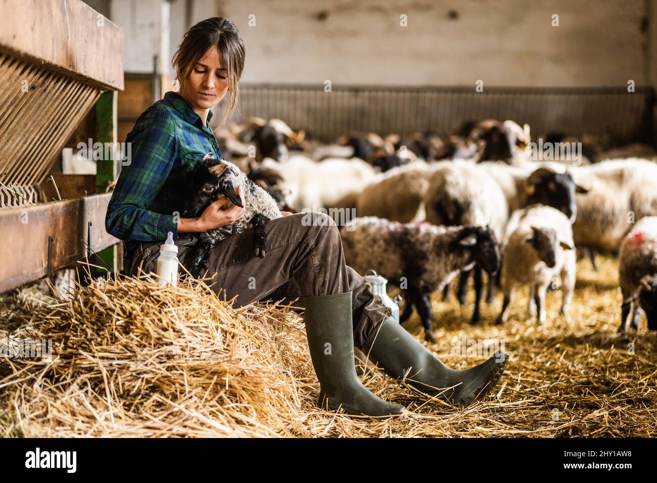 Vista laterale della donna contadina cura in bottiglia camicia a scacchi che allattano le pecore pelose carine mentre lavorano in un edificio di fattoria shabby Foto Stock