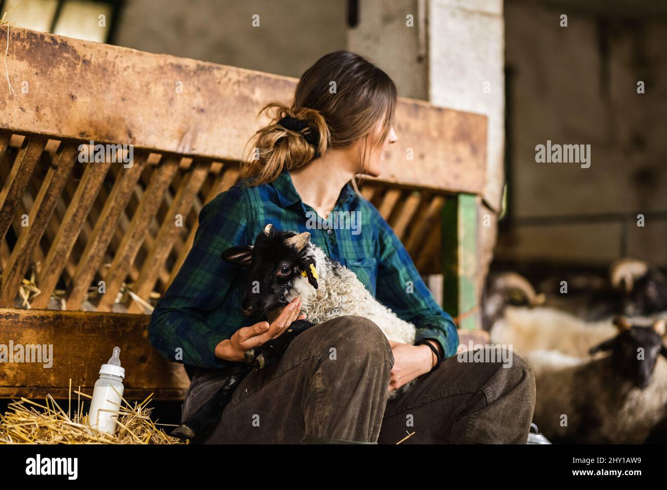 Donna contadina cura in bottiglia camicia a scacchi che alimenta cute pecora pelosa mentre lavora in fattoria shabby edificio Foto Stock