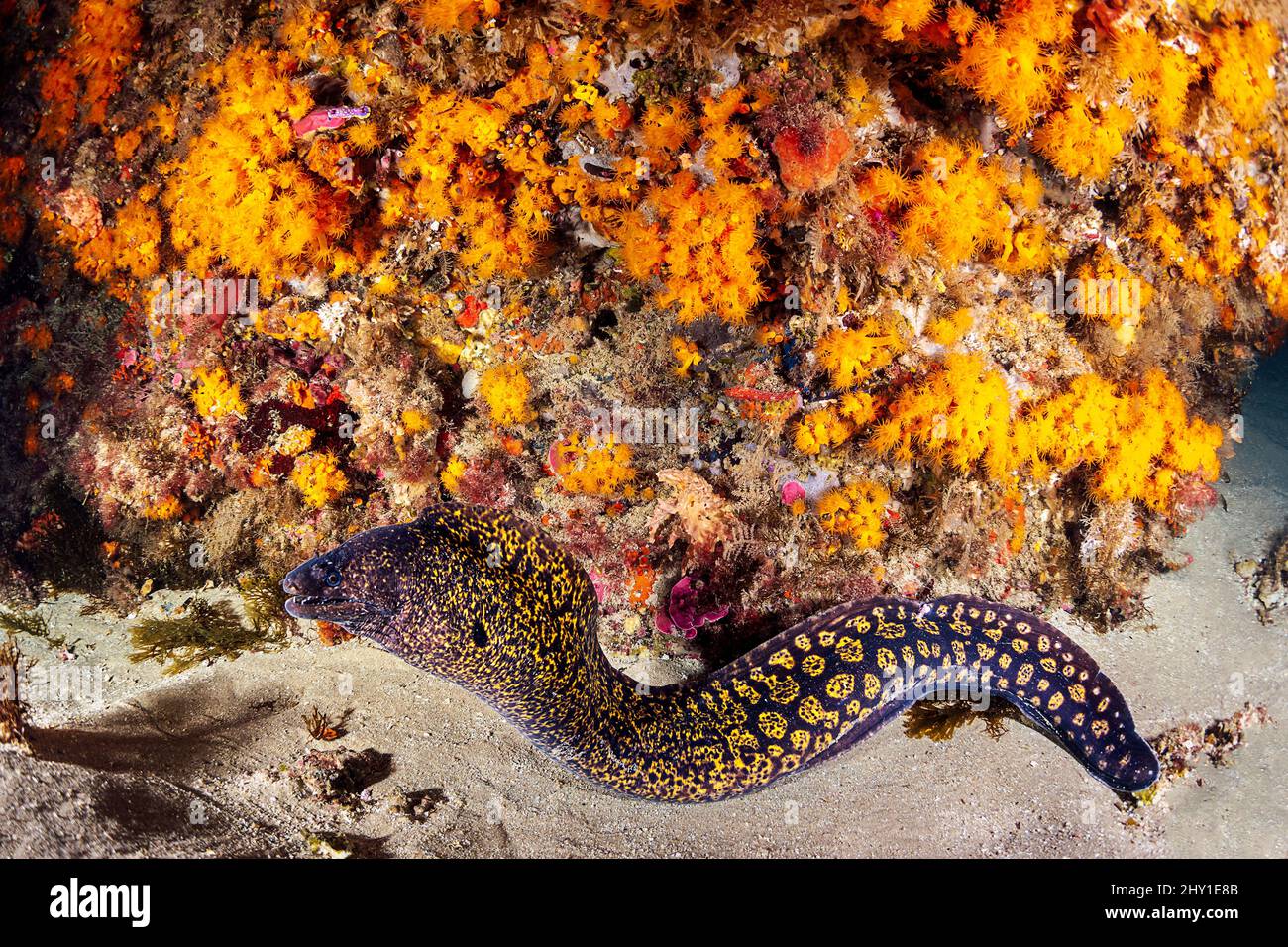 Muraena selvaggia con macchie gialle sul fondo sabbioso vicino alla barriera corallina con coralli colorati in mare profondo con acqua limpida Foto Stock