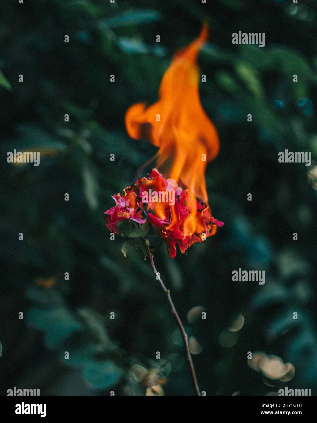 Colpo verticale di un fiore rosso sul fuoco in una foresta Foto Stock