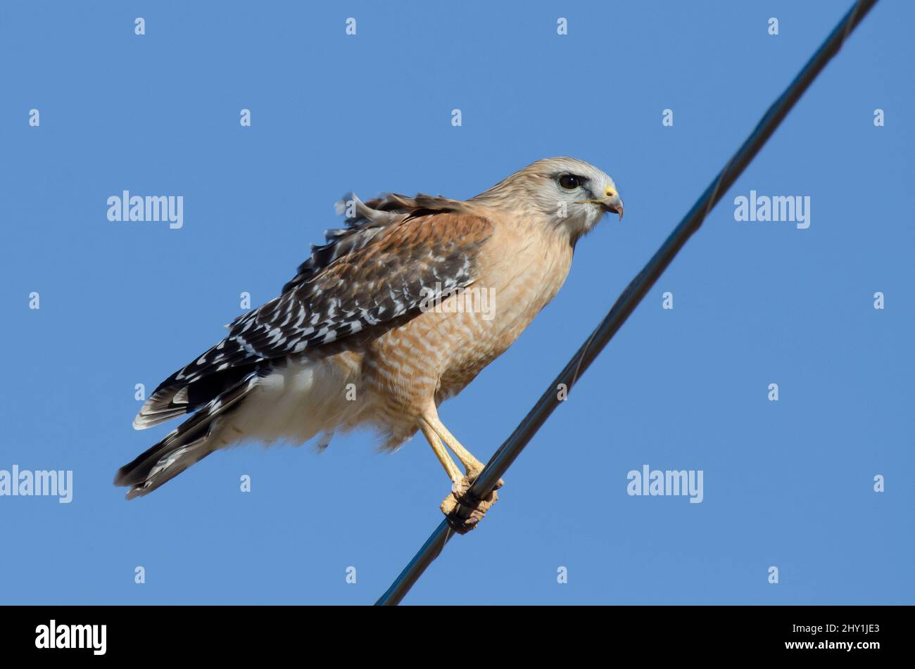 Hawk con spalla rossa, Buteo lineatus, arroccato sulla linea elettrica Foto Stock
