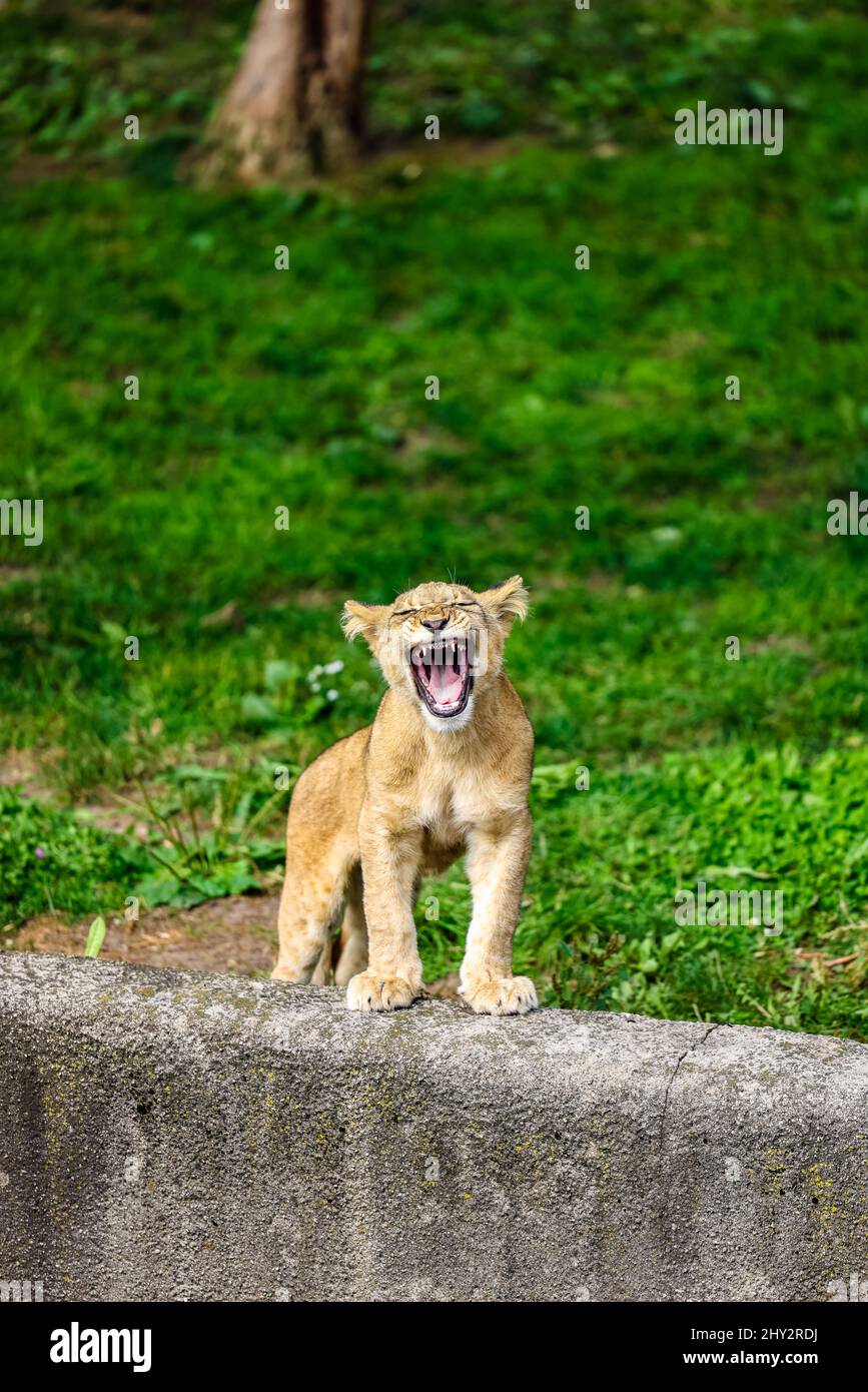 Morbido e adorabile cucciolo di leone ruggito nello zoo della città di Buffalo, New York state Foto Stock Morbido e adorabile cucciolo di leone ruggito nello zoo della città di Buffalo, New York state Foto Stock