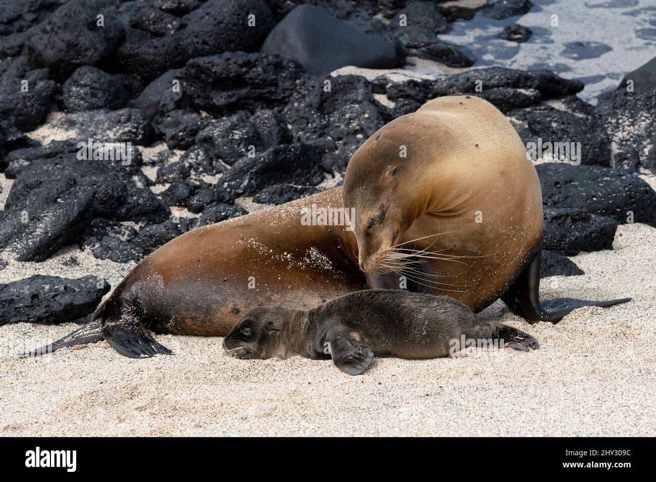 Sea Lion Cow con due giorni di Old Pup sulla spiaggia la Lobería, San Cristóbal, Galápagos, Ecuador Foto Stock