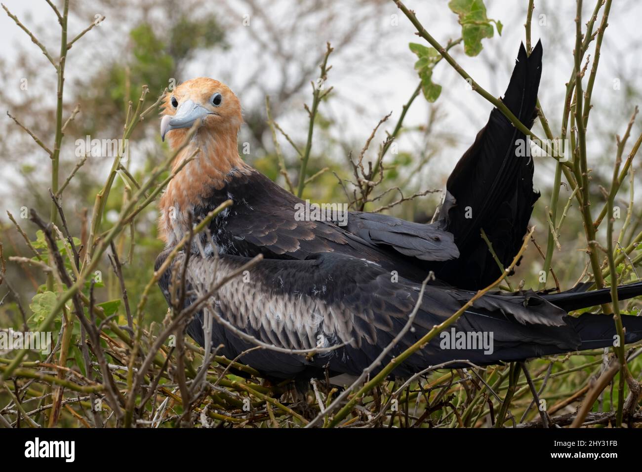 Magnifico Frigatebird Chick (Fregata magnificens) sull'isola di Lobos (Isla Lobos), San Cristóbal, Galápagos, Ecuador Foto Stock