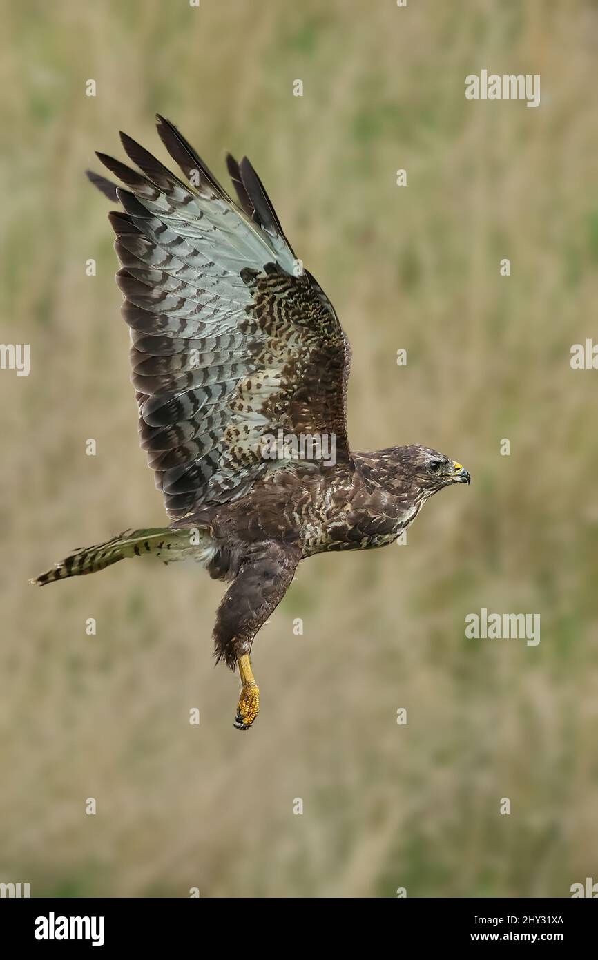 Colpo verticale di una poiana maestosa che vola sopra un prato con ali larghe Foto Stock