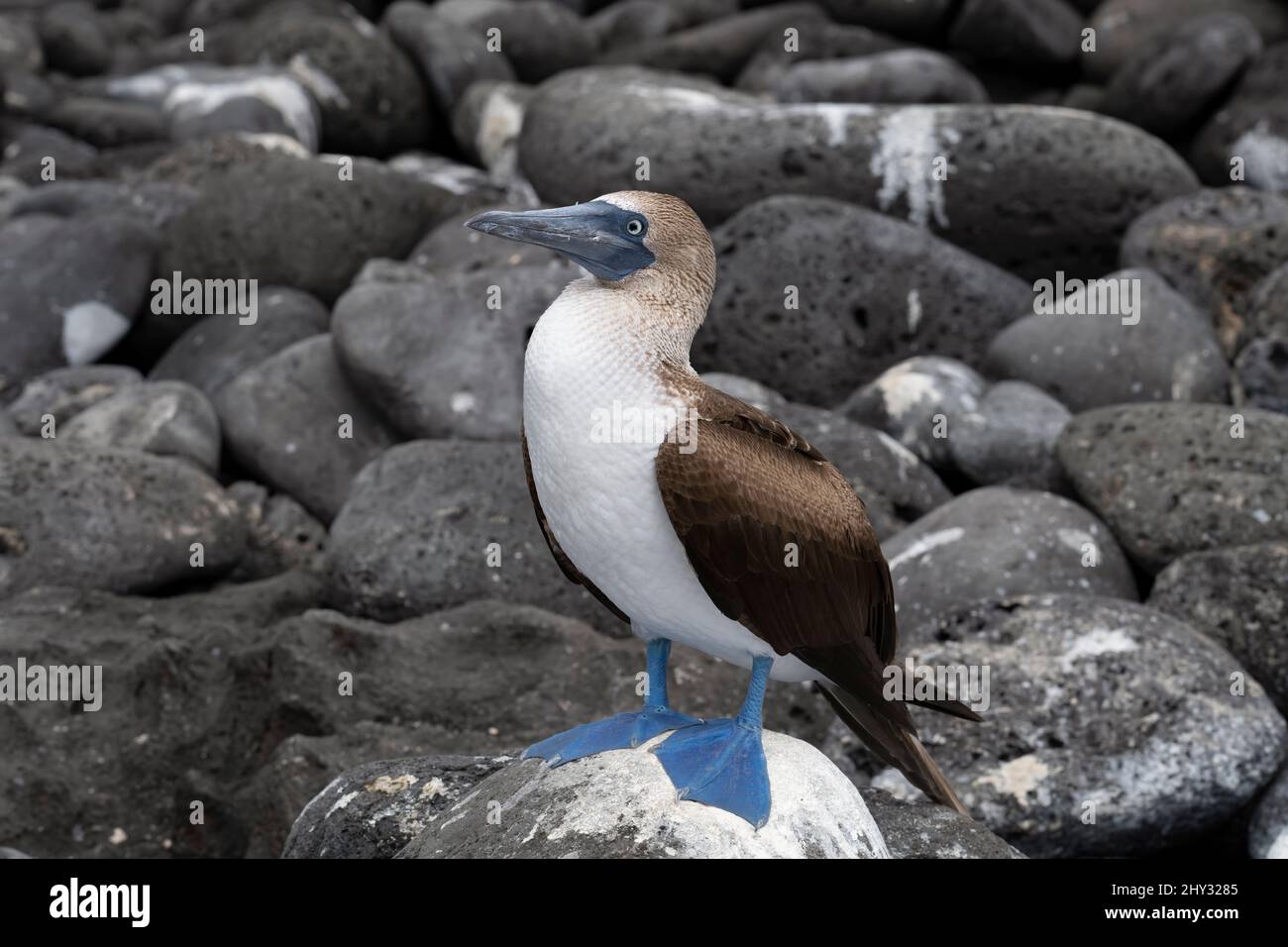 Booby a zampe blu sull'isola di Lobos (Isla Lobos), San Cristóbal, Galápagos, Ecuador Foto Stock