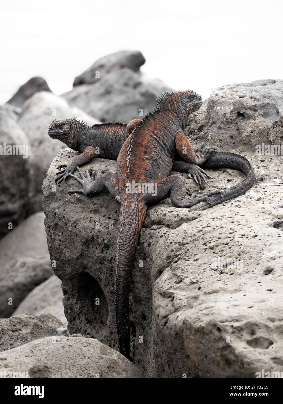 Iguanas marine a Isla Lobos, San Cristóbal, Galápagos, Ecuador Foto Stock