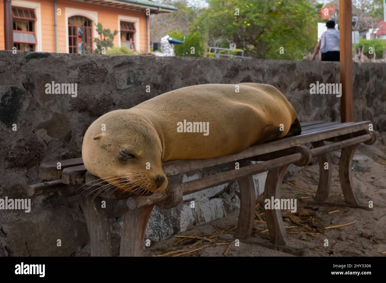Leone di mare che riposa su Bench, San Cristóbal, Galápagos, Ecuador Foto Stock