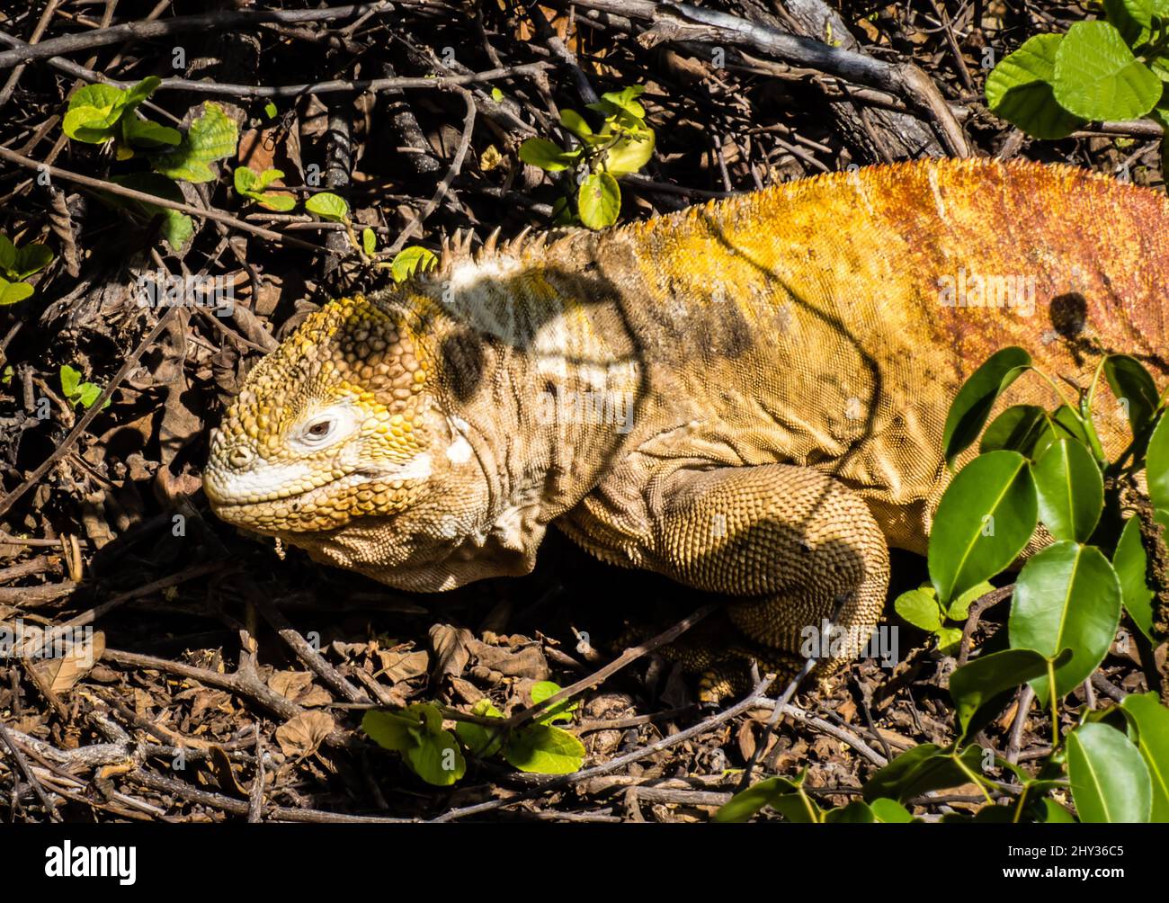 Una terra iguana mostra colori giallo-arancio brillante - Isla Isabela, Galapagos, Ecuador Foto Stock