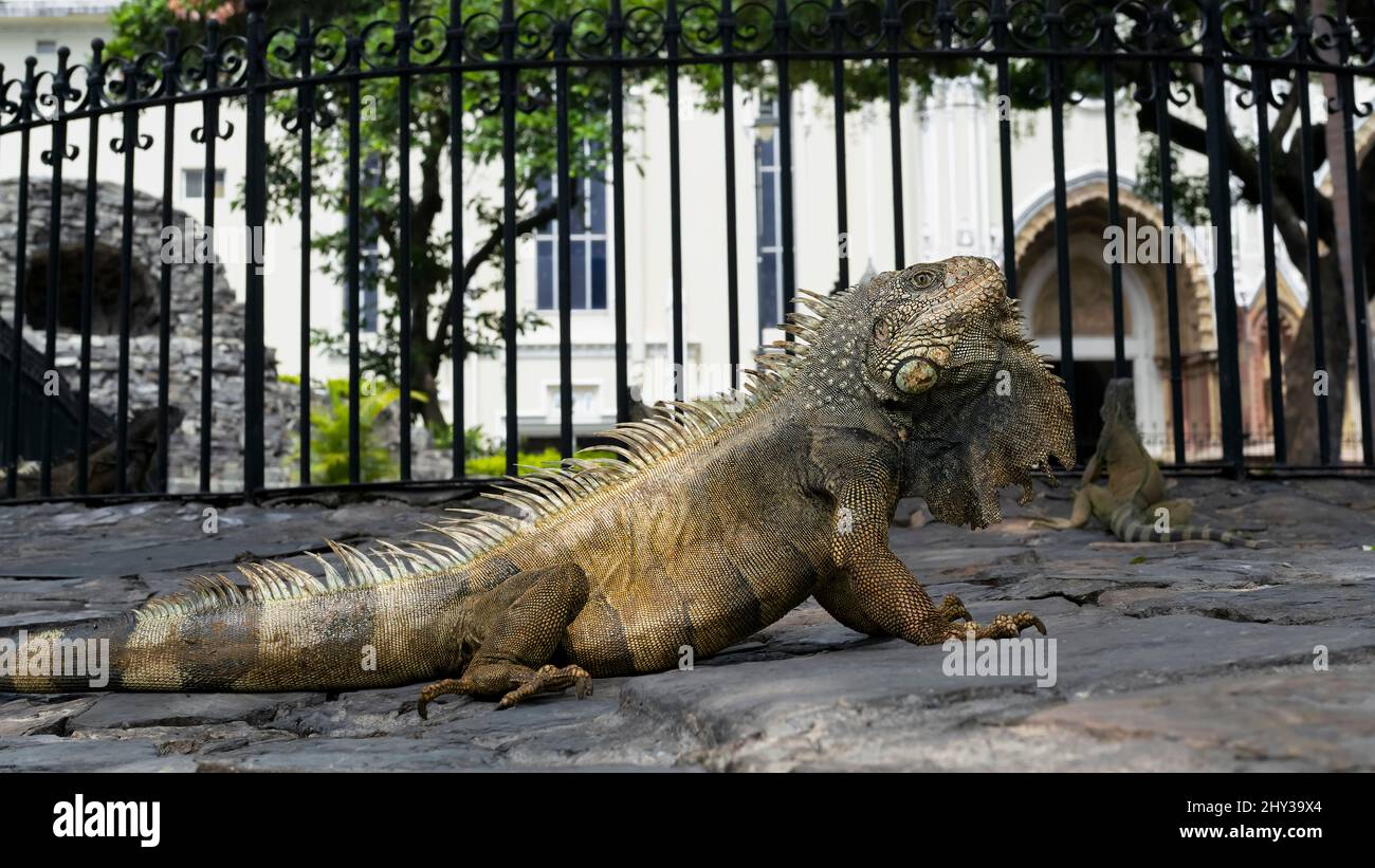 Iguana nel Parco del Seminario (Parque Seminario), Guayaquil, Ecuador Foto Stock
