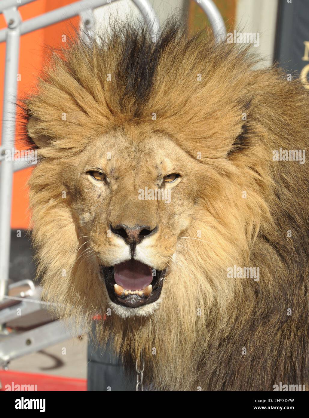 Leo il Leone partecipa al Metro-Goldwyn-Mayer per festeggiare i 90th anni con Sylvester Stallone e il presidente e CEO di MGM Gary Barber che si unisce a Leo il Leone alla sua cerimonia di stampa Paw al TCL Chinese Theatre di Hollywood, California, il 22 gennaio 2014. Foto Stock