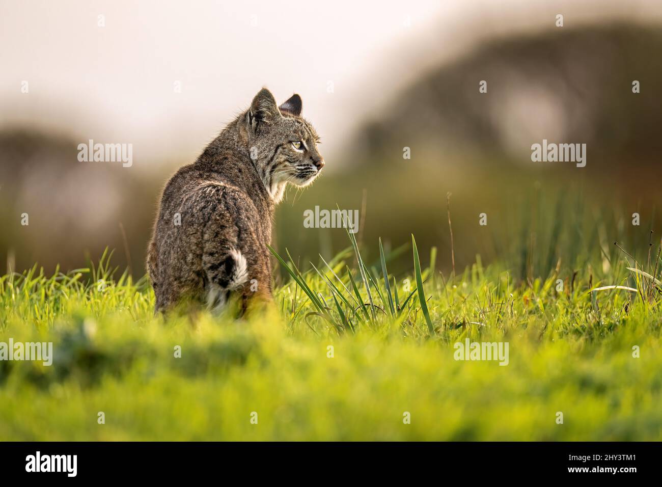 Bobcat Foto Stock