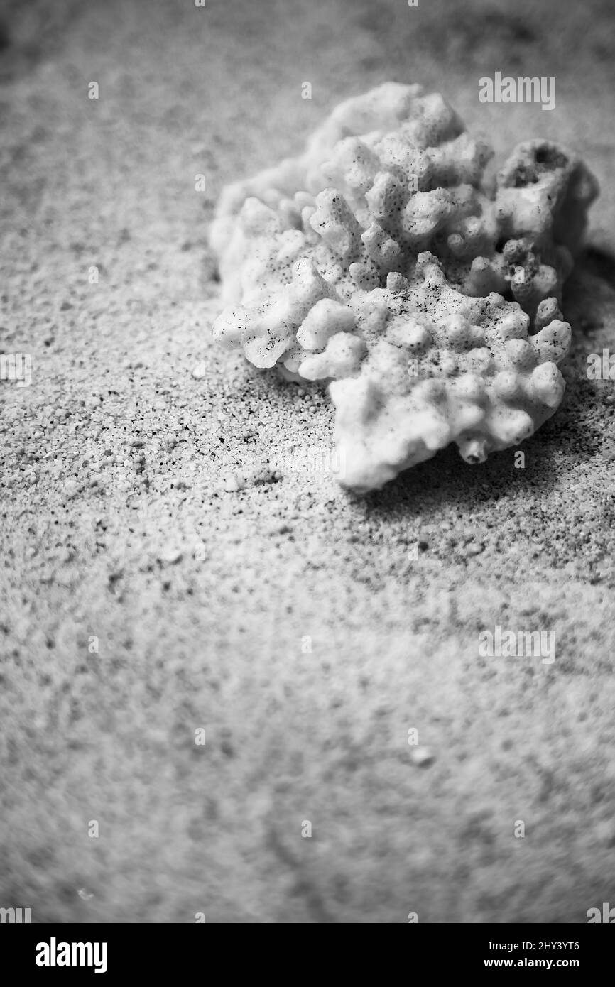 Primo piano verticale in scala di grigi del corallo sulla sabbia. Foto Stock