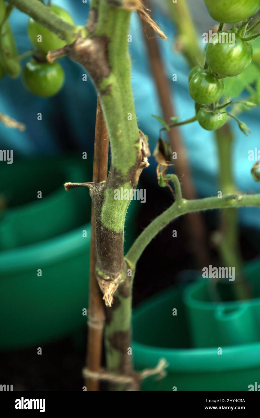 Pianta di pomodoro con bagnate Foto Stock