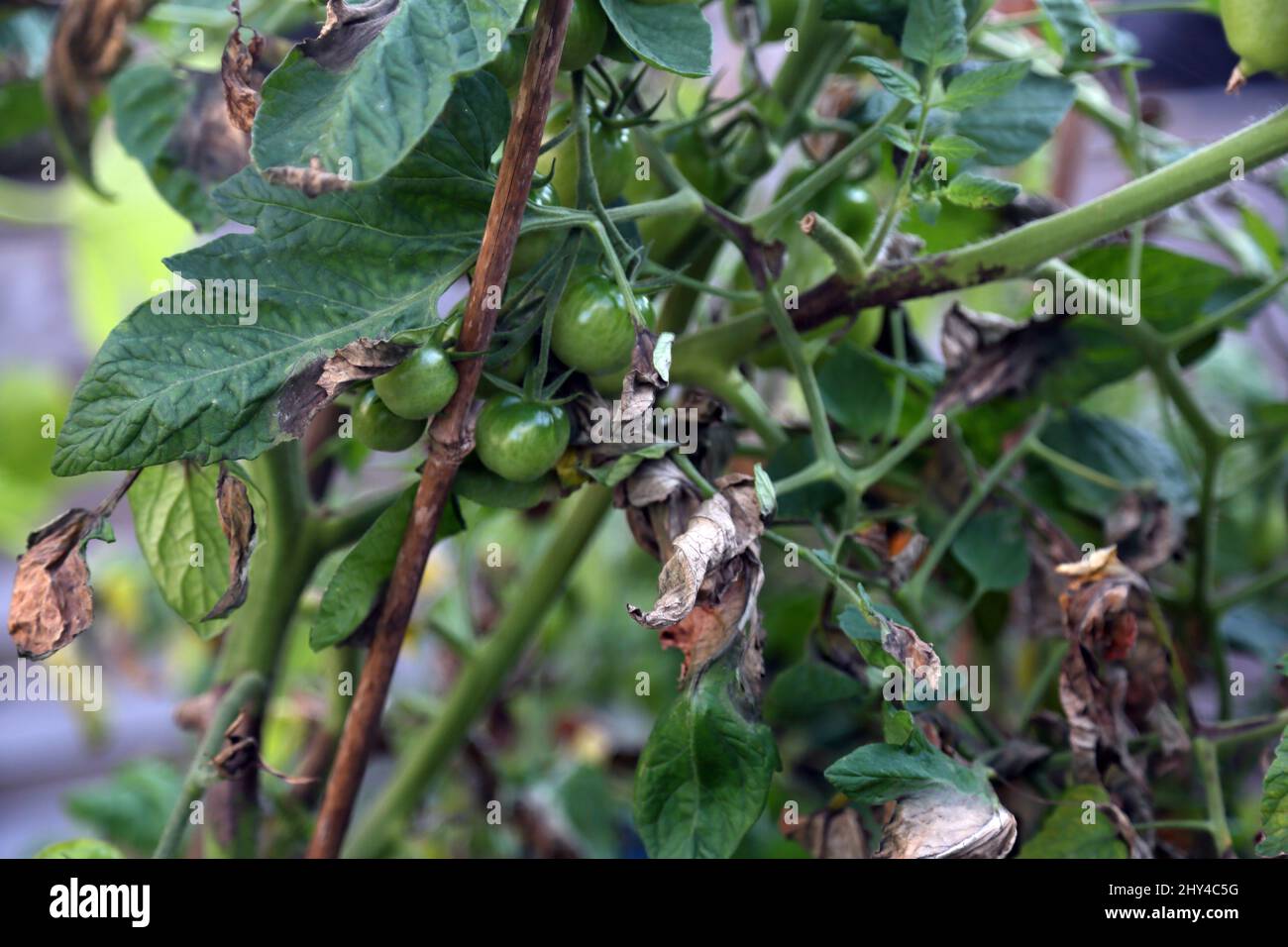 Pianta di pomodoro con bagnate Foto Stock