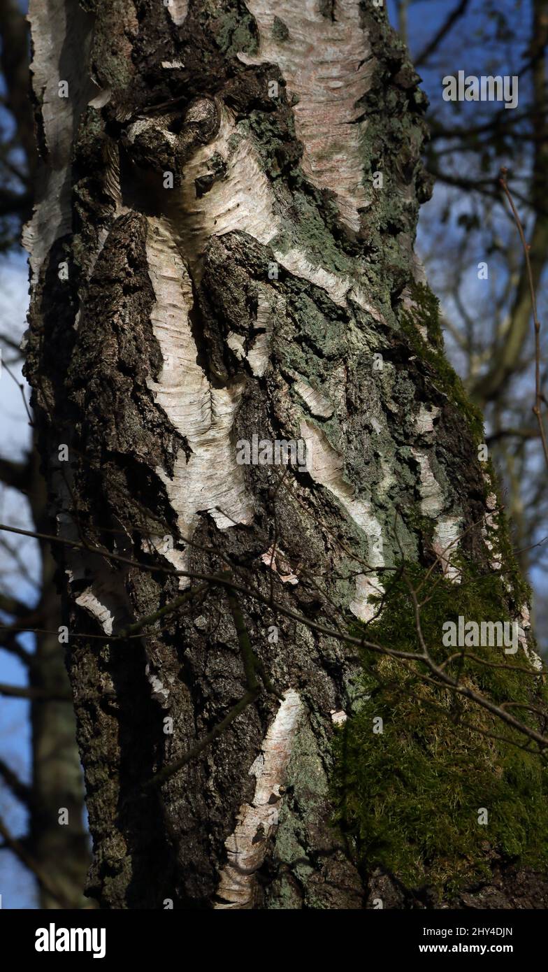 Epsom Surrey Inghilterra Epsom Common Local Nature Reserve Close up of Silver Birch Tree Trunk Foto Stock